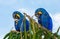Two Hyacinth Macaws are sitting on a palm tree and eating nuts.