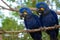 Two Hyacinth macaws in wild on a tree branch