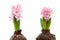 Two hyacinths