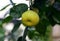 Two Hybrid grapefruit citrus `Oroblanco` on the tree