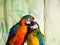 Two hybrid macaws kissing.