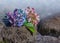 Two hydrangea blossoms at the stony beach