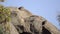 Two Hyrax sunning on a rock