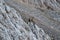 Two ibex fighting in the mountains