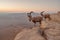 Two ibexes on the cliff at Ramon Crater in Negev Desert