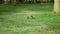 Two Ibis look for food in the grass in a clearing among the thickets of acacia