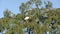 Two Ibis roost in a tree in Brisbane Australia.