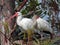 Two Ibis in a Tree