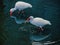 Two ibises in a lake