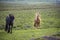 Two iceland horses