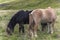 Two Iceland horses together on the grass