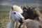 Two Icelandic horses, grooming each other.