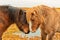 Two Icelandic horses nuzzle