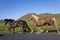 Two Icelandic Horses Running By The Side of A Road