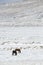 Two Icelandic horses in wintertime