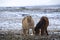 Two Icelandic horses in wintertime