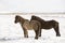 Two Icelandic horses in wintertime