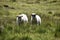 Two Icelandic lambs standing in green grass in Iceland