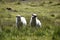 Two Icelandic lambs standing in green grass in Iceland