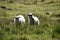Two Icelandic lambs standing in green grass in Iceland