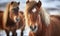 Two Icelandic Luscious-maned horses. Created with AI