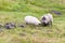 two icelandic sheeps on meadow in Iceland