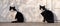 Two identical black and white cat