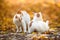 Two identical cats brothers wash themselves on a blurred autumn background