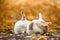 Two identical cats brothers wash themselves on a blurred autumn background.