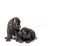 Two identical twin puppies of breed canecorso on a white background