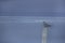 Two image merged together in camera showing the White-cheeked Tern with pollutant floating on water at Busaiteen coast, Bahrain