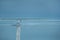 Two image merged together in camera showing the White-cheeked Tern preening with pollutant floating on water at Busaiteen coast,