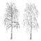 Two images of a birch without leaves, winter, shades of gray