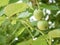 Two immature fruits of the walnut tree Juglans regia