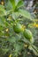 Two immature lemon on a branch in a garden