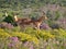 Two impala bucks facing diffident directions.