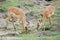 Two impala feeding on grass in the savanna