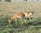 Two impala with large antlers grazing on green grass