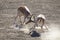 Two impala male fight on dusty dry sand