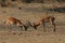 Two Impala males battle each other