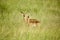 Two Impala in the middle of green grass of Lewa Wildlife Conservancy, North Kenya, Africa
