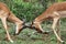 Two Impala rams fight for dominance