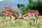 Two Impala rams fight for dominance of the herd