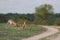 Two impala rams tussling in a grassy clearing beside a dirt road.