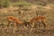 Two impalas Aepyceros melampus males fighting.