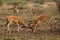 Two impalas Aepyceros melampus males fighting.