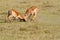 Two impalas fighting