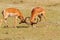 Two impalas fighting