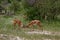 Two impalas fighting