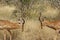 Two impalas fighting